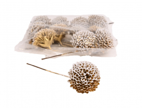 Umelý zapich sedum zasnežené (bal.12) BV07994 CENA ZA BALIK