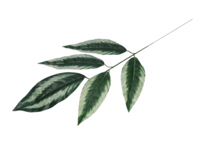 Umelý list CENA ZA KUS CV38759