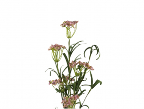 Umelý poľný kvet-Asclepias BMG432 