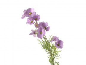 Umelý konár cosmos 80 cm fialový BMG343 