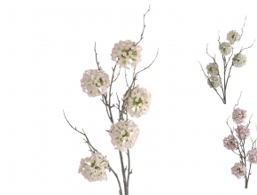 Konár allium x4 ( okrasný cesnak ) CV38333-MIX