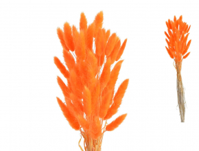 Dekoračná sušina - Lagurus orange / Králičí chvostík (1bal.) 120CAN001-14 