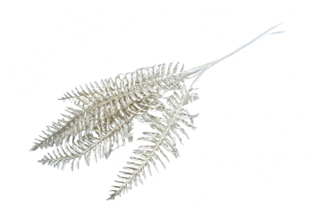 Konár papraď champagne x 5