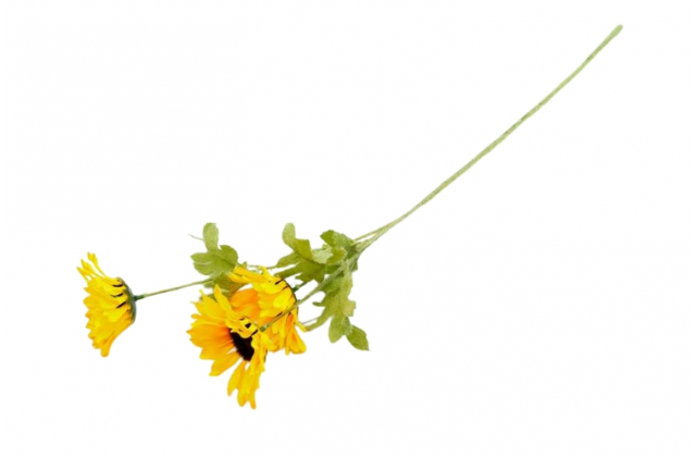 Konár slnečnica x 3