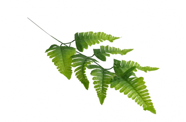 Rumora veľká 60cm zväzok