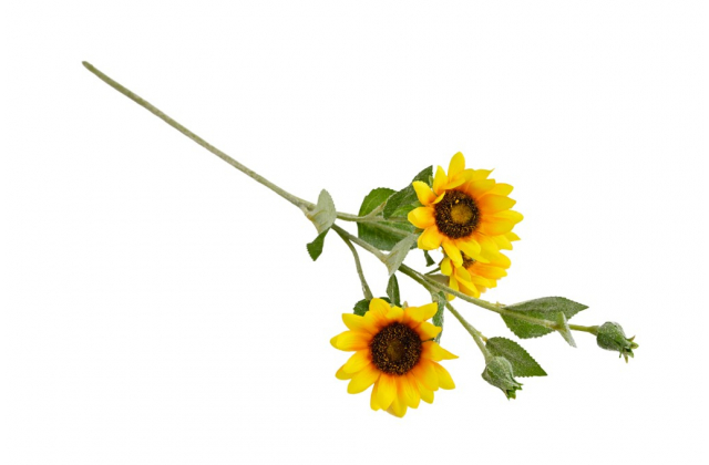 Konár slnečnica x 5