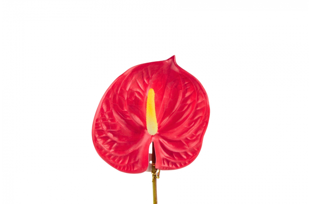 Umelá červená antúria na stopke