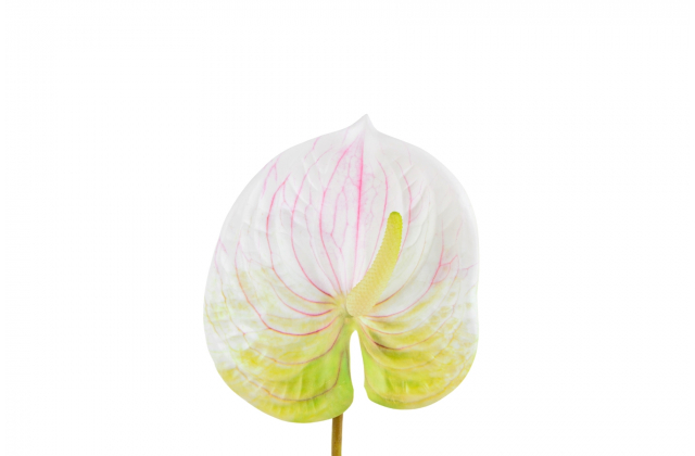 Umelá antúria na stopke