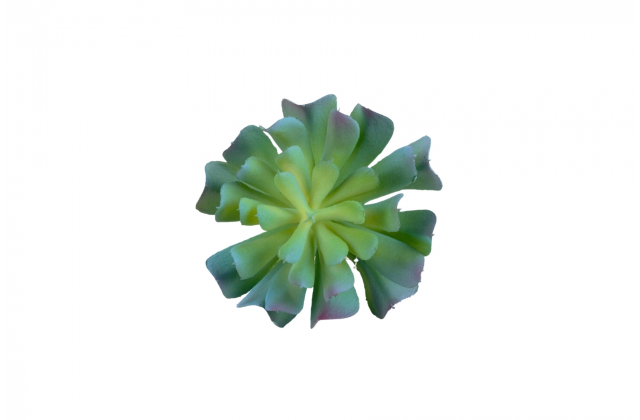 Umelý sukulent Lotus so zapichom