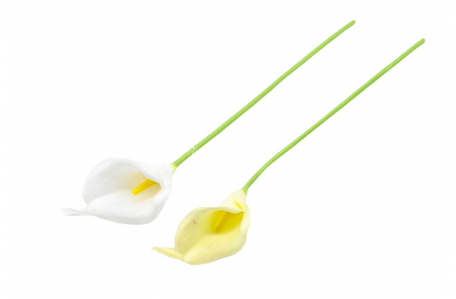 Kornútovka (Kala) na stopke