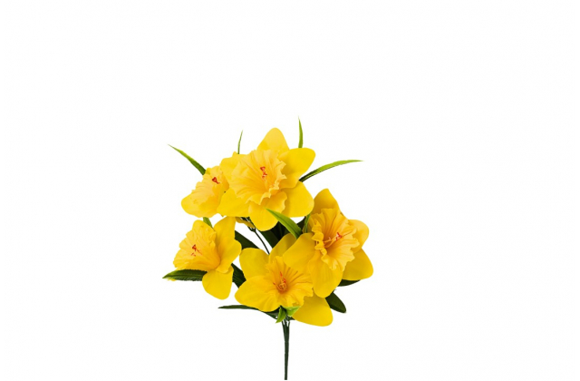 R.XF136A Narcis s travou x5