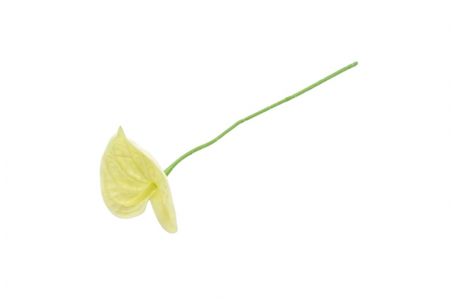 Umelá antúria na stopke