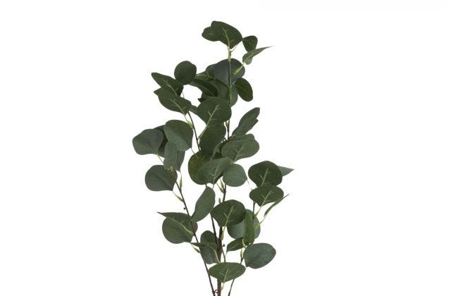 Konár eukalyptus x 3 22KW704