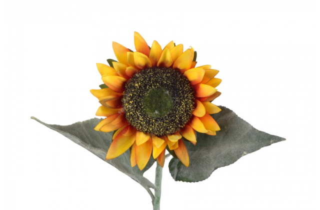 Rezaný kvet / konár slnečnica EVE11161