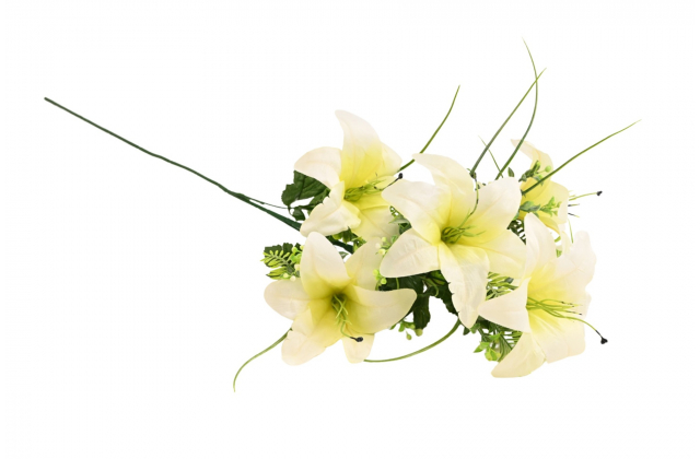 R.BV07703 Konar lalia x6