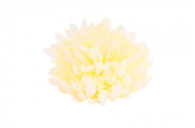 Umelé hlavy kvetov - vencovka Chryzantema BV06886 (bal.12) AKCIA