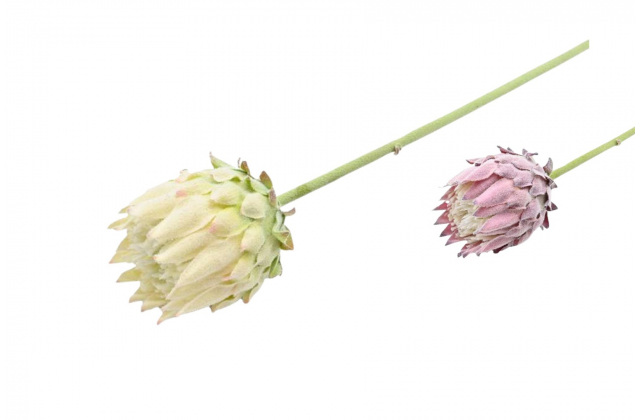  Umelá protea na stopke 63 cm CV31311-MIX
